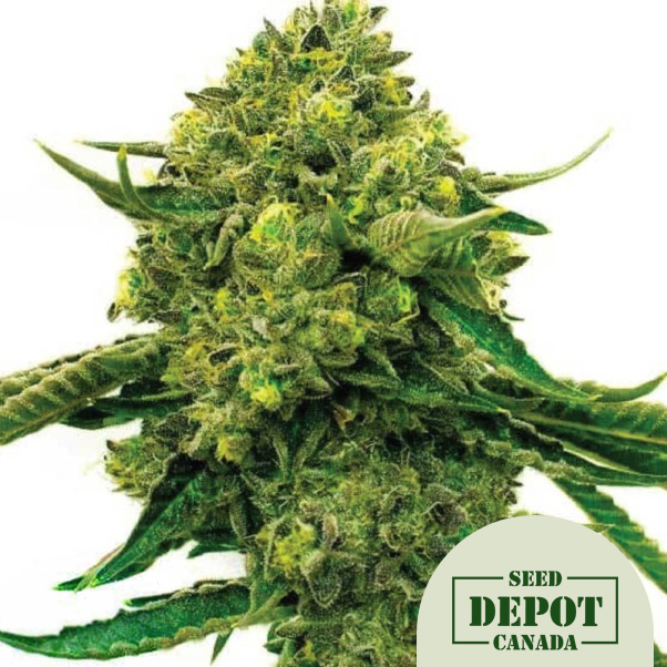 product-desc-1