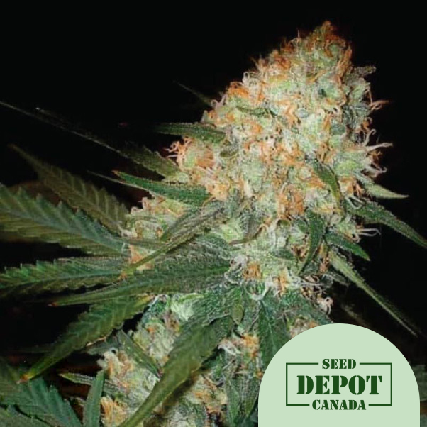 product-desc-1