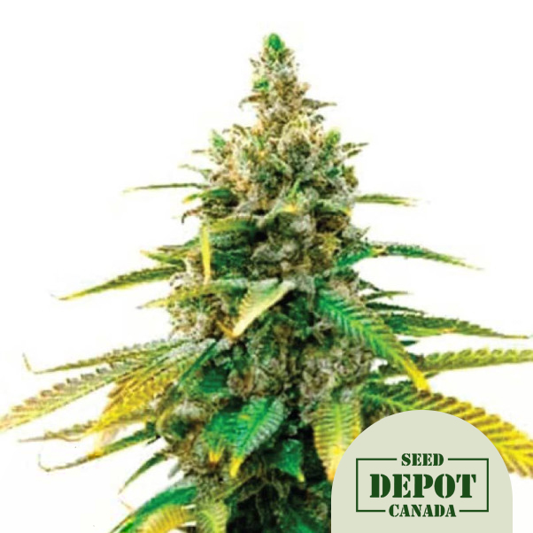 product-desc-1