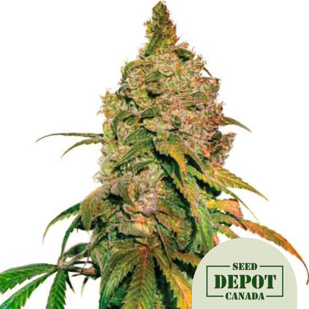 product-desc-1
