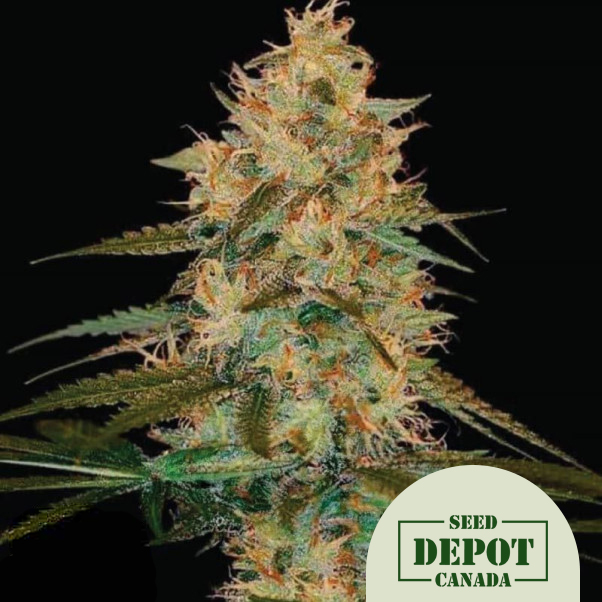 product-desc-1