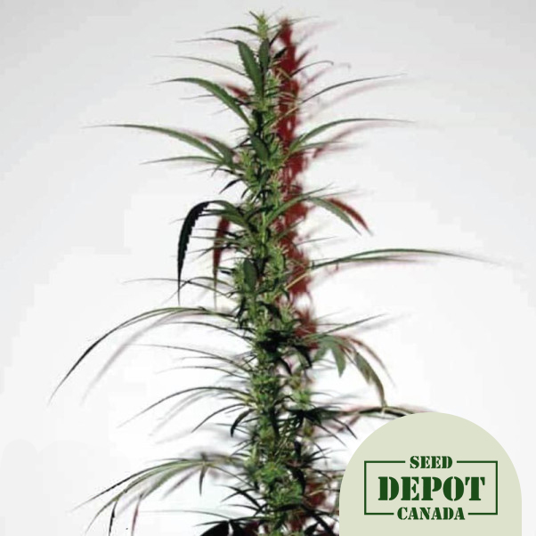 product-desc-1