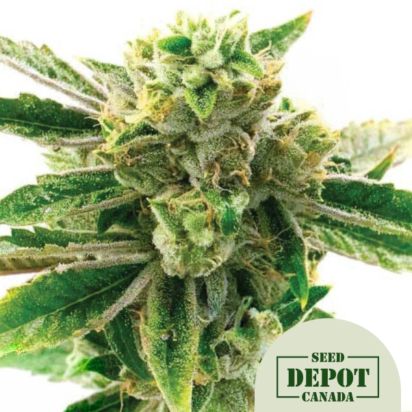 product-desc-1