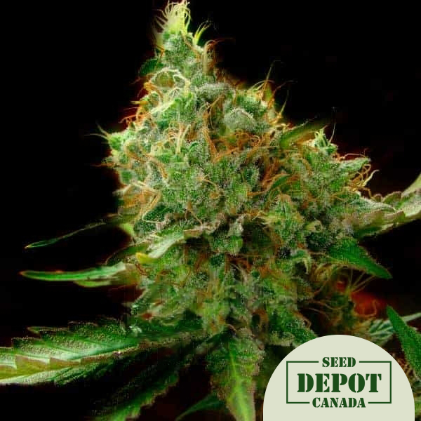 product-desc-1