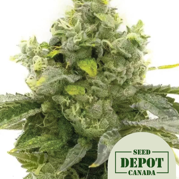 product-desc-1