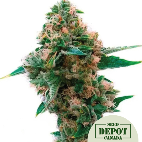 product-desc-1