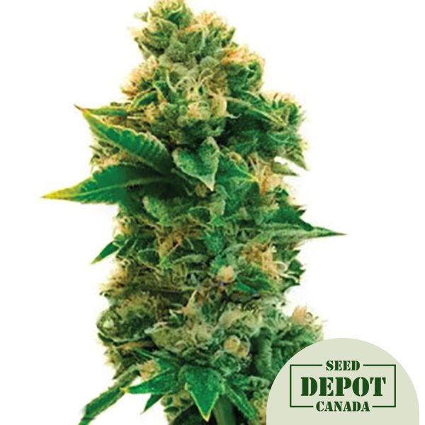 product-desc-1