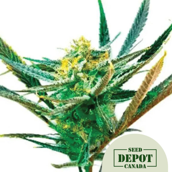 product-desc-1
