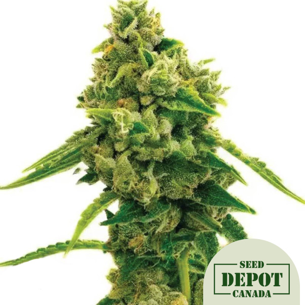 product-desc-1