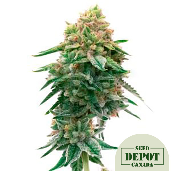 product-desc-1