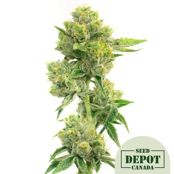 product-desc-1