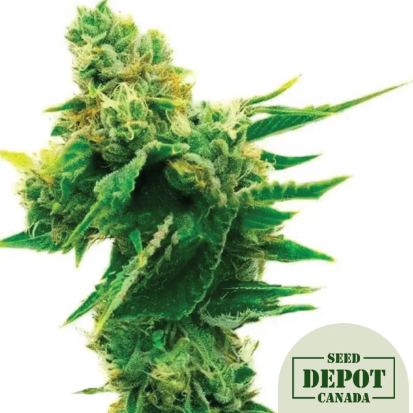 product-desc-1