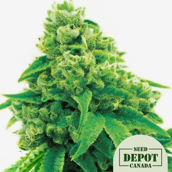 product-desc-1