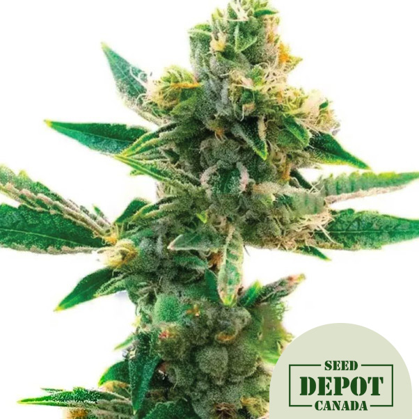 product-desc-1