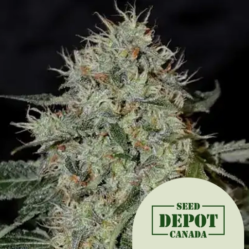 product-desc-1