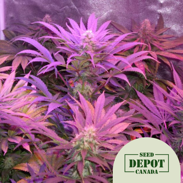 product-desc-1