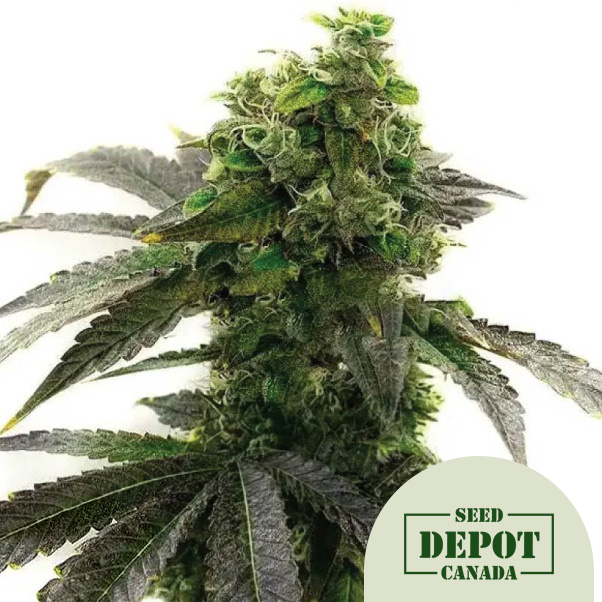 product-desc-1