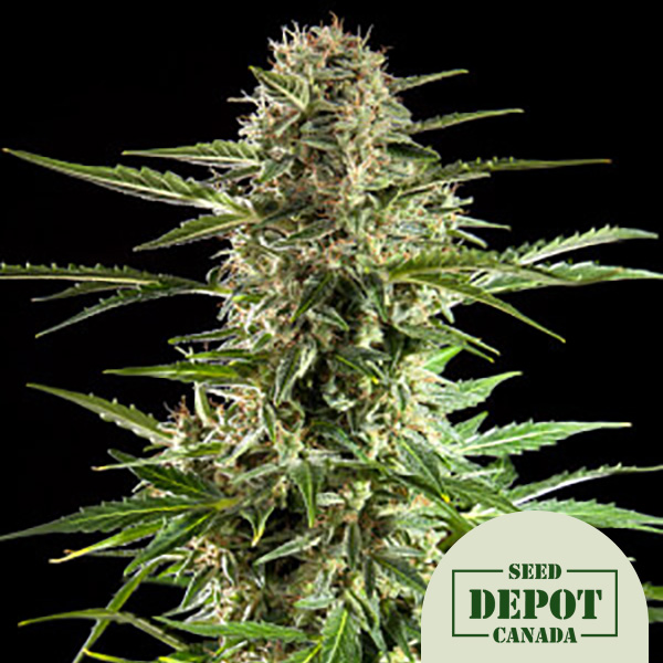 product-desc-1