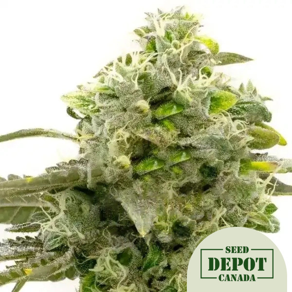 product-desc-1