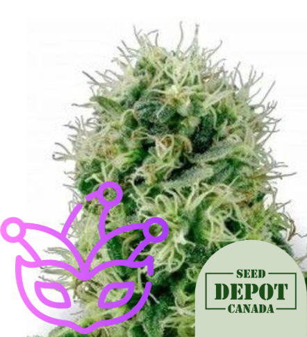 product-desc-1